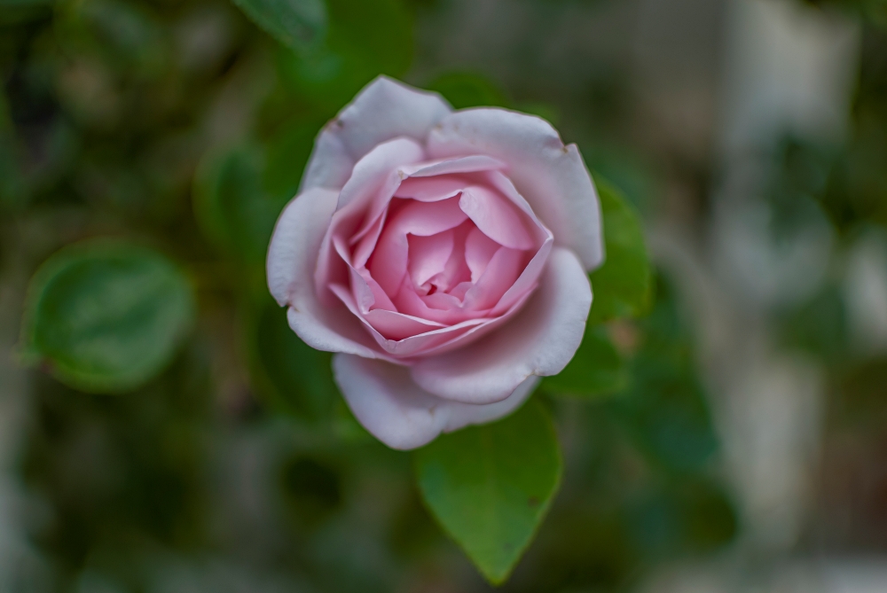 AF-S DX Nikkor 35mm F1.8G 8