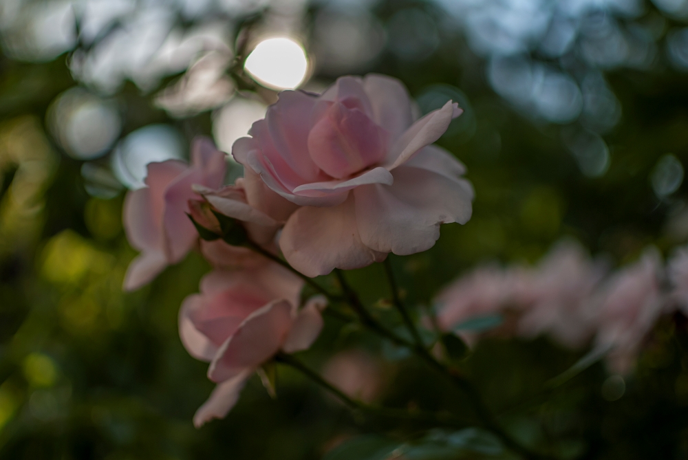 AF-S DX Nikkor 35mm F1.8G 9