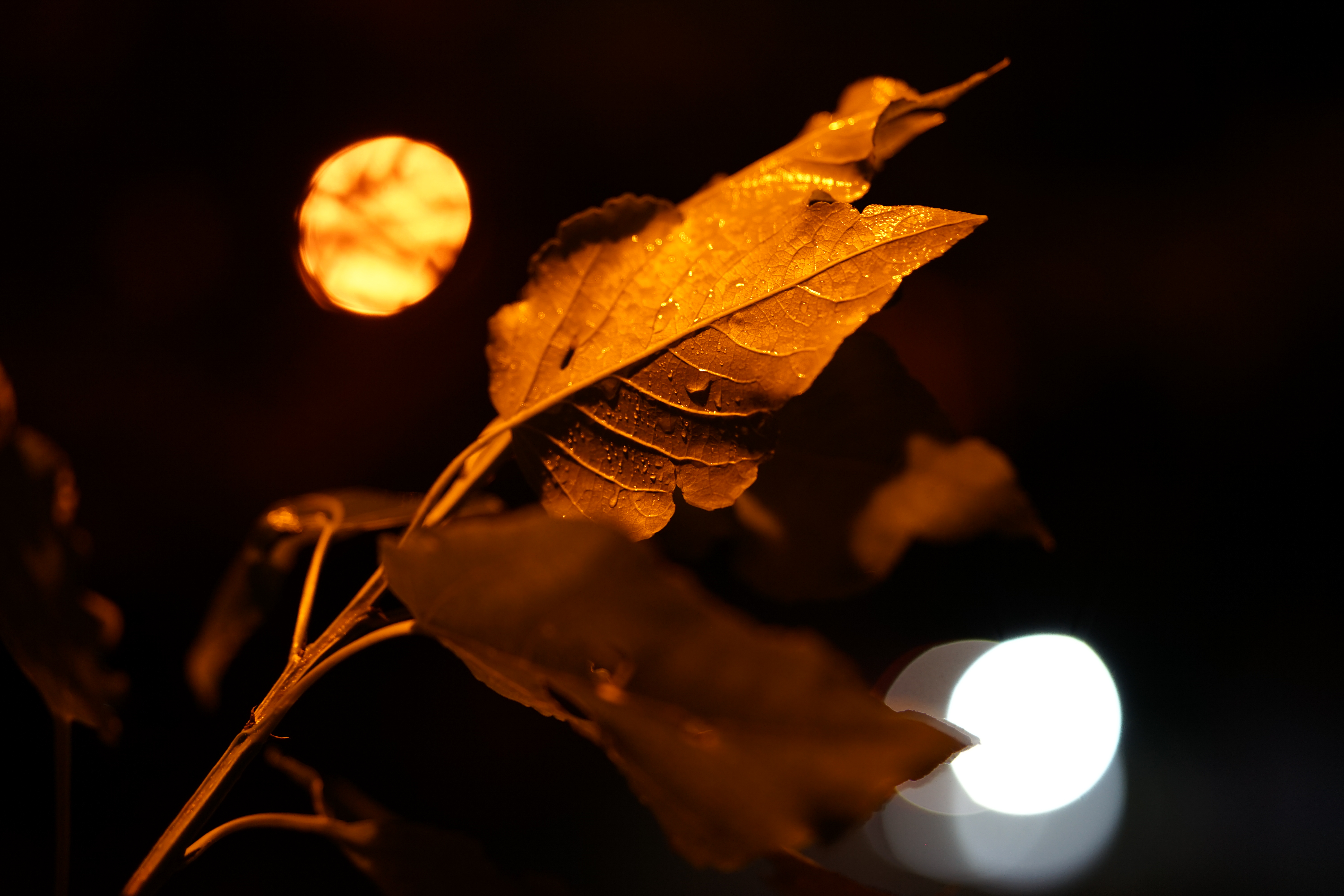 Samyang 75mm F1.8 AF FE Sony E