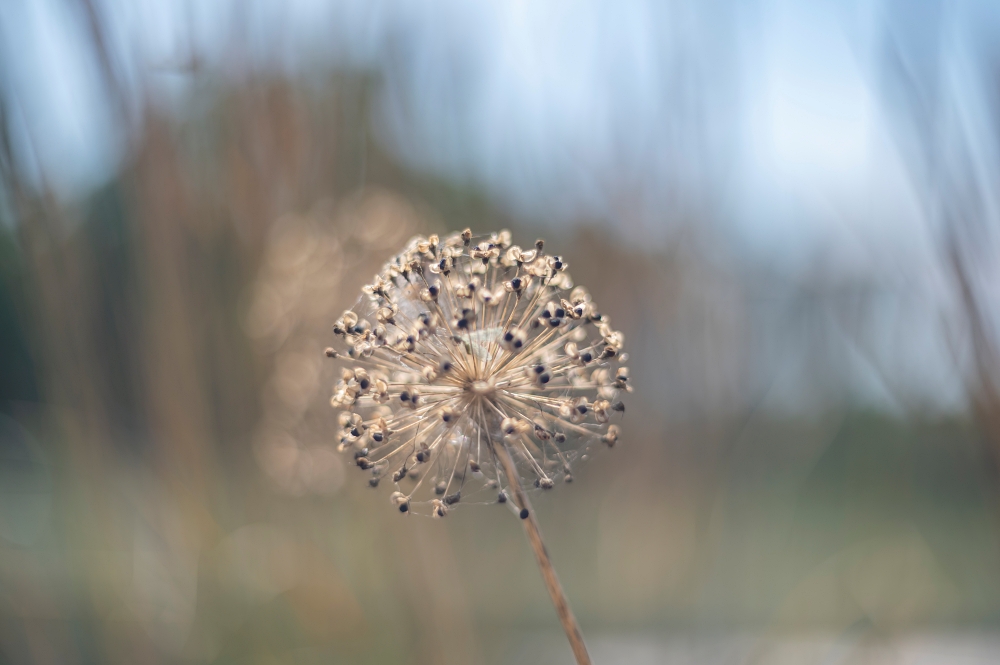 Biotar 75mm F1.5 3