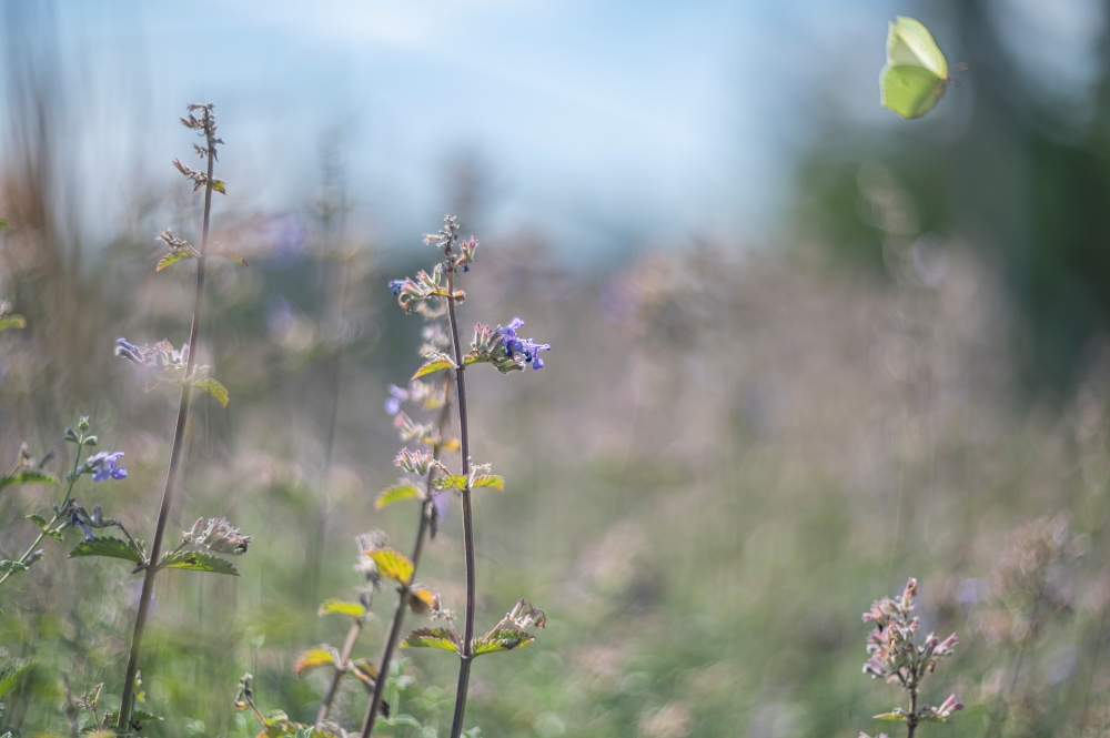 Biotar 75mm F1.5 4