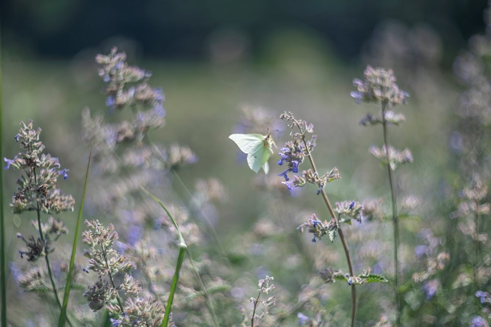 Biotar 75mm F1.5 18
