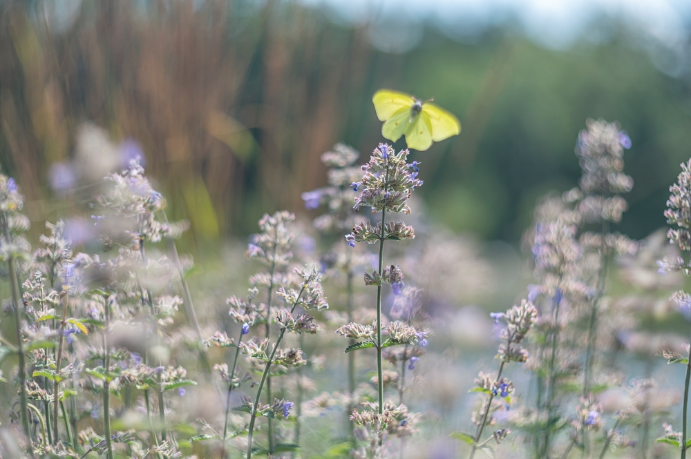 Biotar 75mm F1.5 16