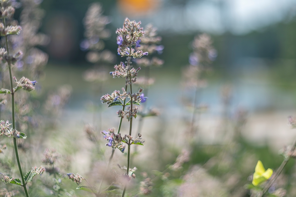 Biotar 75mm F1.5 13