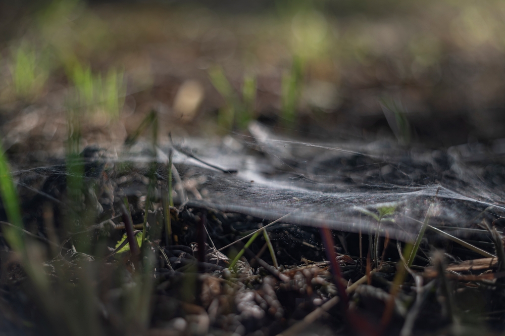 Biotar 75mm F1.5 12