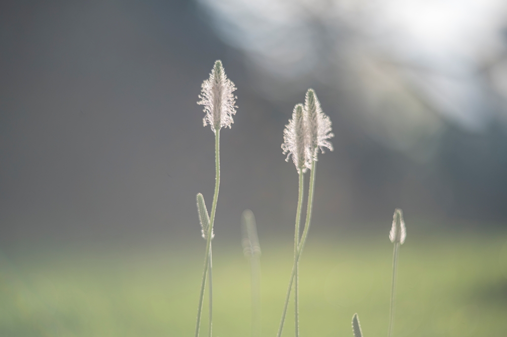 Biotar 75mm F1.5 9