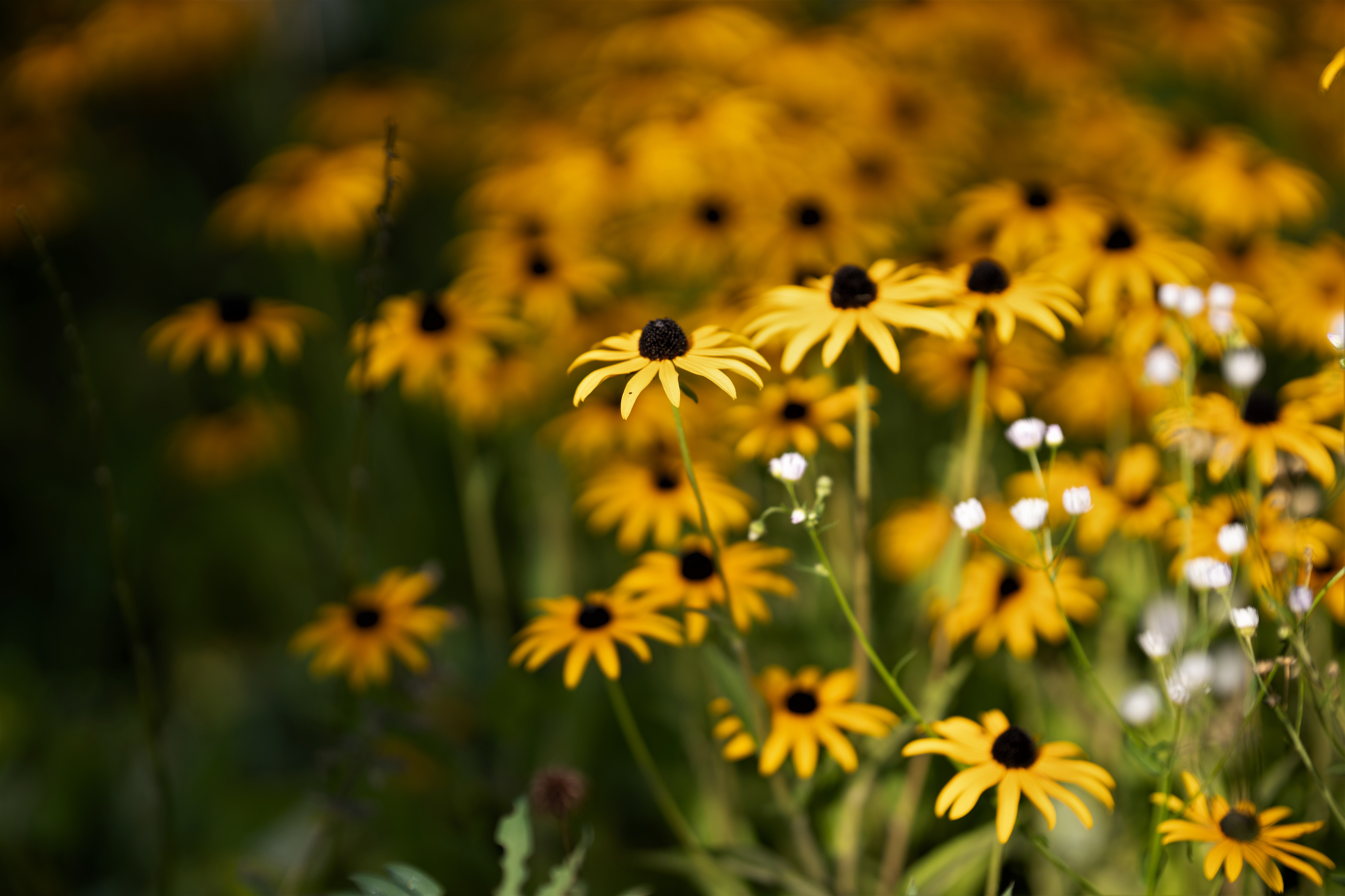 Sigma A 105mm F1.4 DG HSM ART