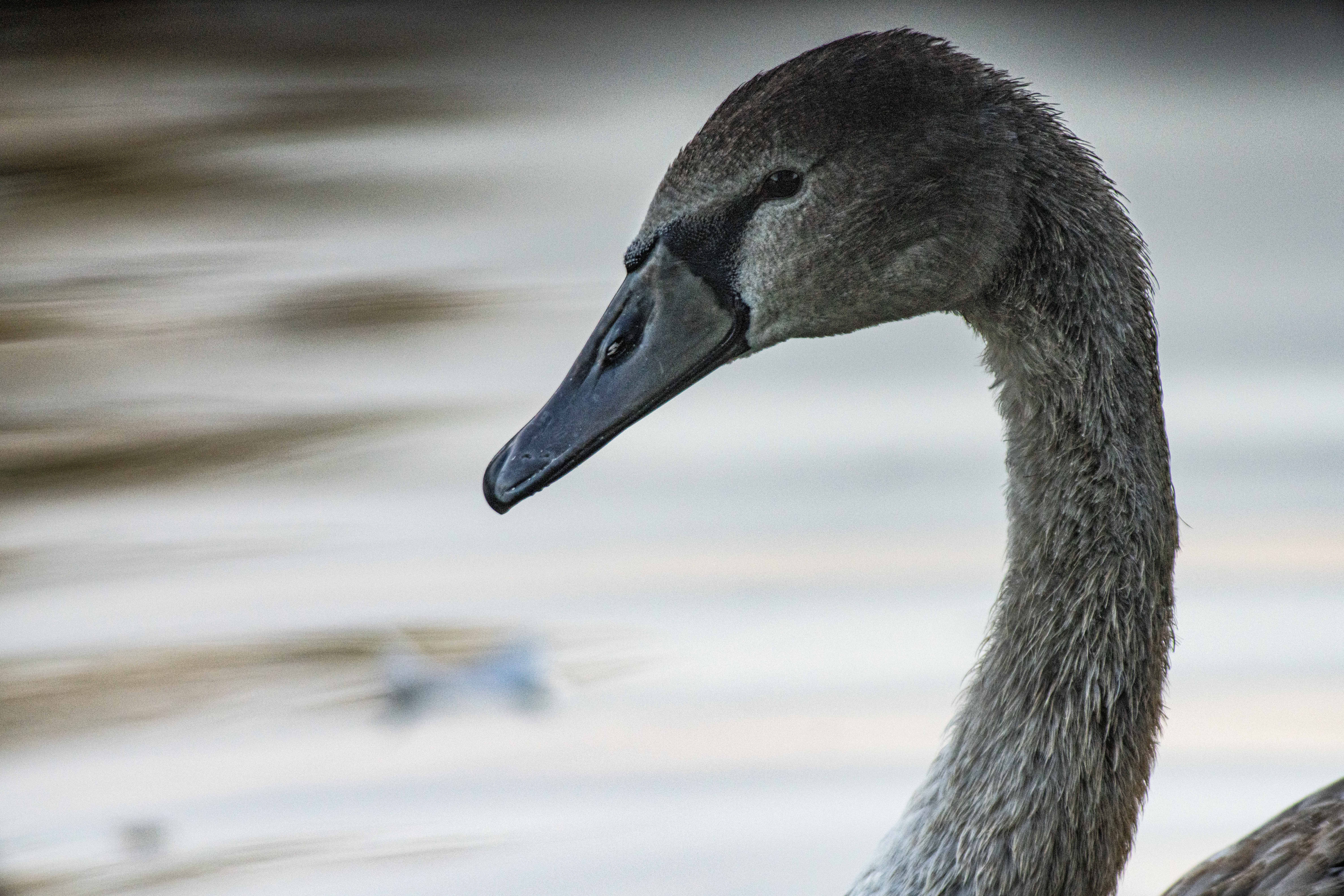 TTArtisan 500mm F6.3 ED CINEMA-SCENE Super MC