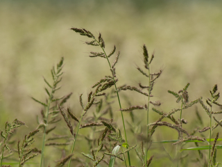 Pierwsze zdjęcia przykładowe na teleobiektywie TTArtisan 500mm F6.3 ED cinema-scene super mc w asyście Sony A7S II i Sony A9 II