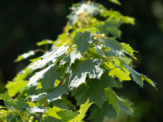 Pierwsze zdjęcia przykładowe na teleobiektywie TTArtisan 500mm F6.3 ED cinema-scene super mc w asyście Sony A7S II i Sony A9 II