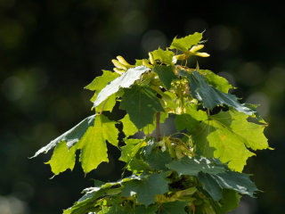 Pierwsze zdjęcia przykładowe na teleobiektywie TTArtisan 500mm F6.3 ED cinema-scene super mc w asyście Sony A7S II i Sony A9 II