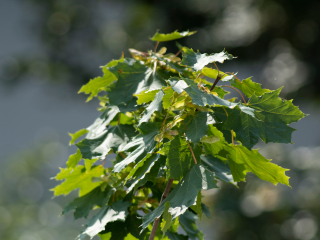 Pierwsze zdjęcia przykładowe na teleobiektywie TTArtisan 500mm F6.3 ED cinema-scene super mc w asyście Sony A7S II i Sony A9 II