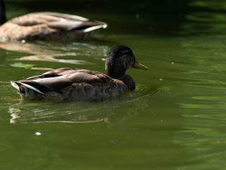 Pierwsze zdjęcia przykładowe na teleobiektywie TTArtisan 500mm F6.3 ED cinema-scene super mc w asyście Sony A7S II i Sony A9 II