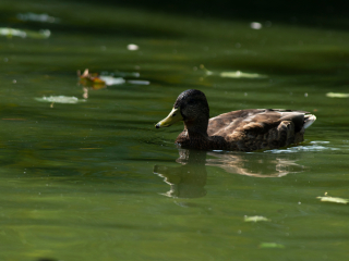 Pierwsze zdjęcia przykładowe na teleobiektywie TTArtisan 500mm F6.3 ED cinema-scene super mc w asyście Sony A7S II i Sony A9 II
