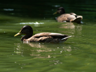 Pierwsze zdjęcia przykładowe na teleobiektywie TTArtisan 500mm F6.3 ED cinema-scene super mc w asyście Sony A7S II i Sony A9 II