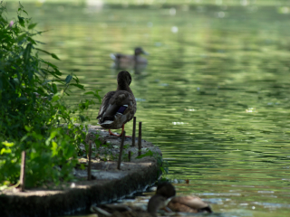 Pierwsze zdjęcia przykładowe na teleobiektywie TTArtisan 500mm F6.3 ED cinema-scene super mc w asyście Sony A7S II i Sony A9 II