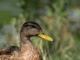 Pierwsze zdjęcia przykładowe na teleobiektywie TTArtisan 500mm F6.3 ED cinema-scene super mc w asyście Sony A7S II i Sony A9 II