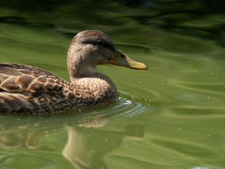 Pierwsze zdjęcia przykładowe na teleobiektywie TTArtisan 500mm F6.3 ED cinema-scene super mc w asyście Sony A7S II i Sony A9 II