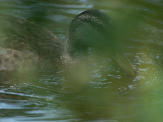 Pierwsze zdjęcia przykładowe na teleobiektywie TTArtisan 500mm F6.3 ED cinema-scene super mc w asyście Sony A7S II i Sony A9 II
