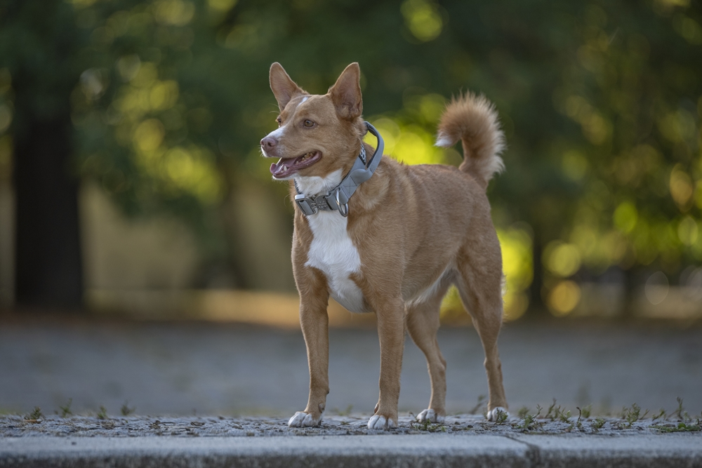 HD Pentax-D FA Star 70-200mm 10