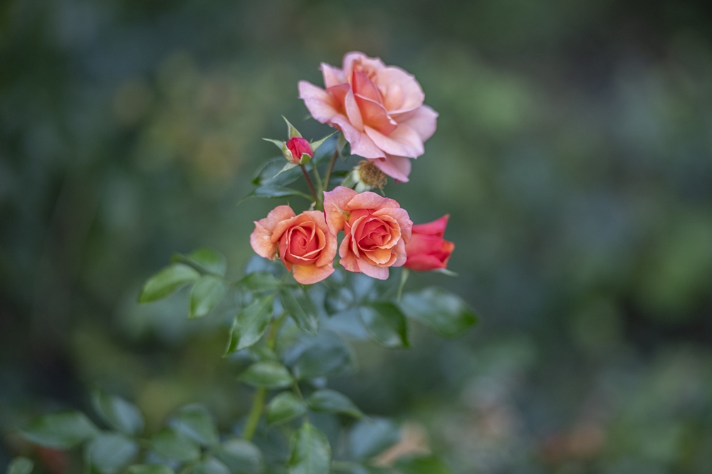 HD Pentax-D FA Star 70-200mm 4