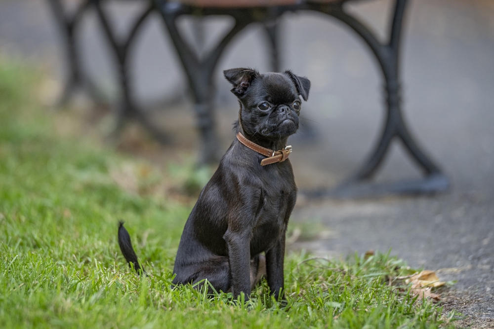 HD Pentax-D FA Star 70-200mm 7