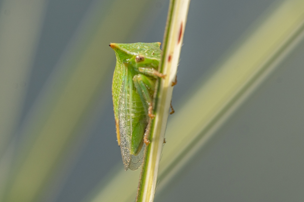 Irix 150mm 1