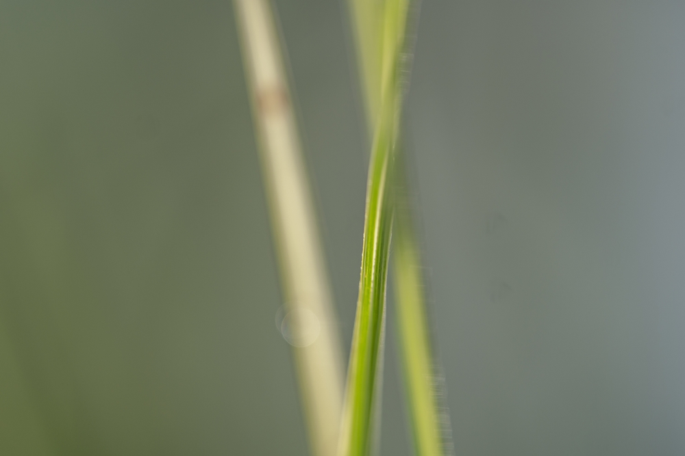Irix 150mm 8