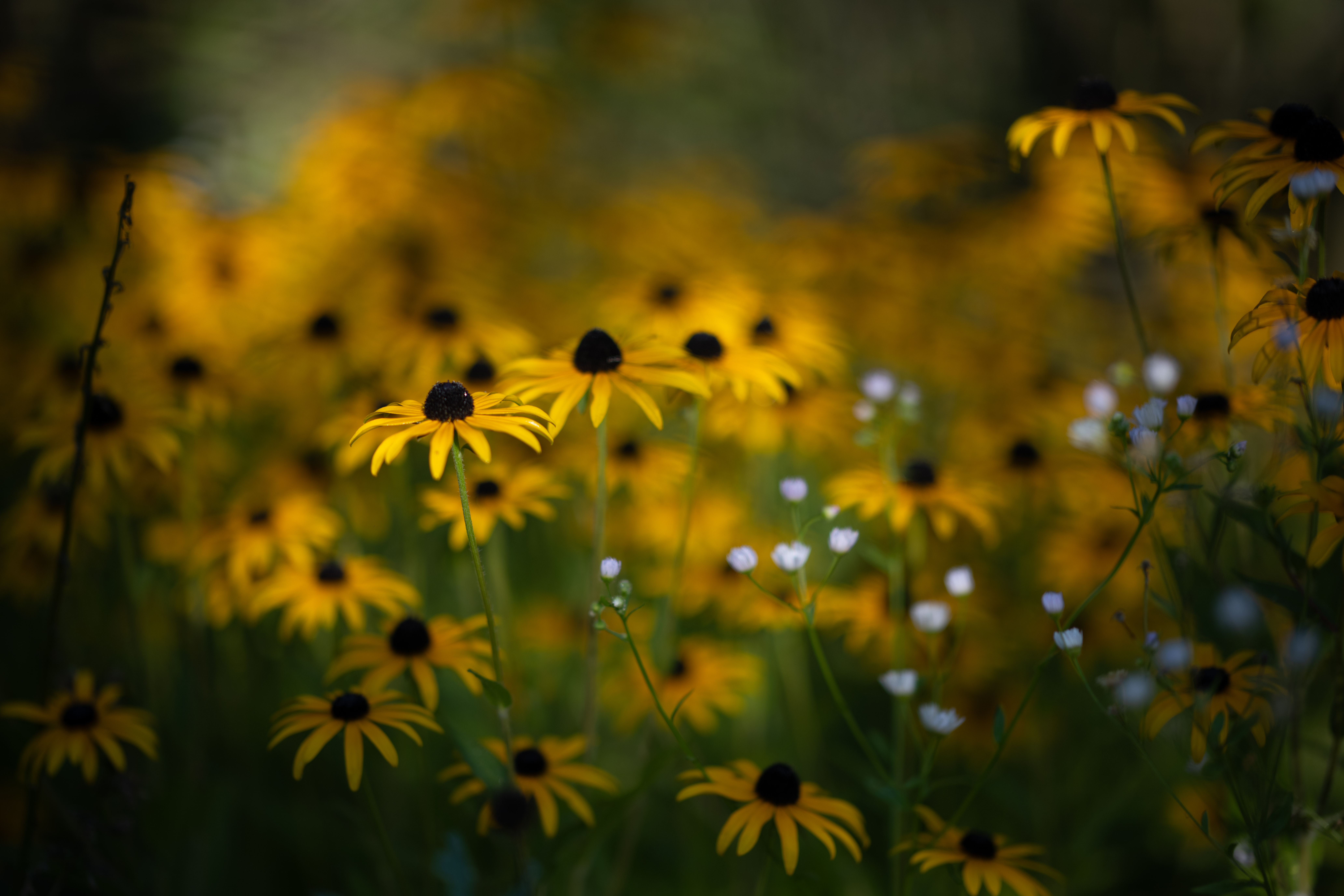 Nikkor 105mm F1.4 E ED AF-S Nano