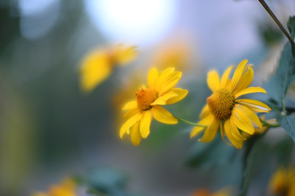 Minolta MC Rokkor-X PG 58mm F1.2 7
