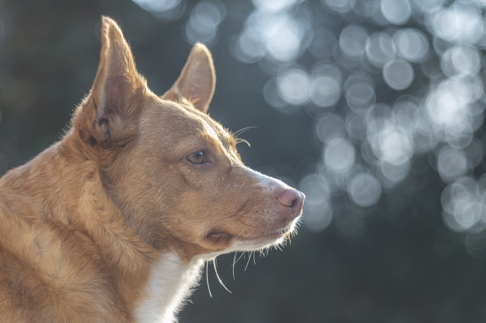 TTArtisan 100mm F2.8 M42 4