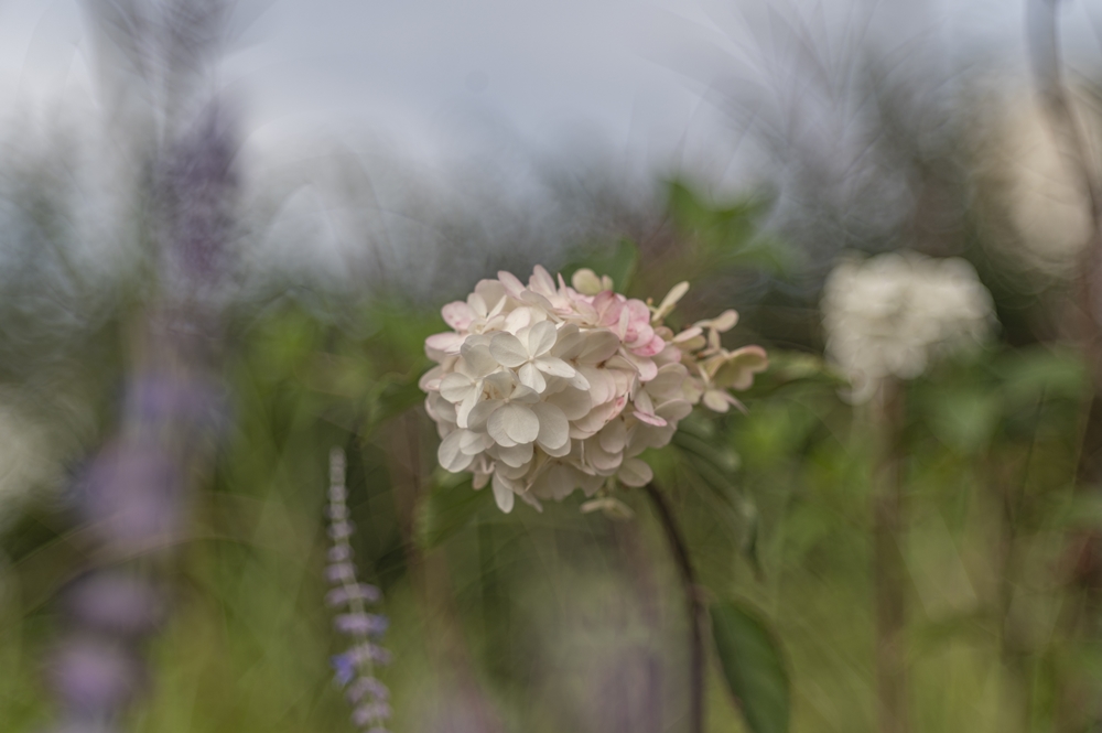 TTArtisan 100mm F2.8 M42 6