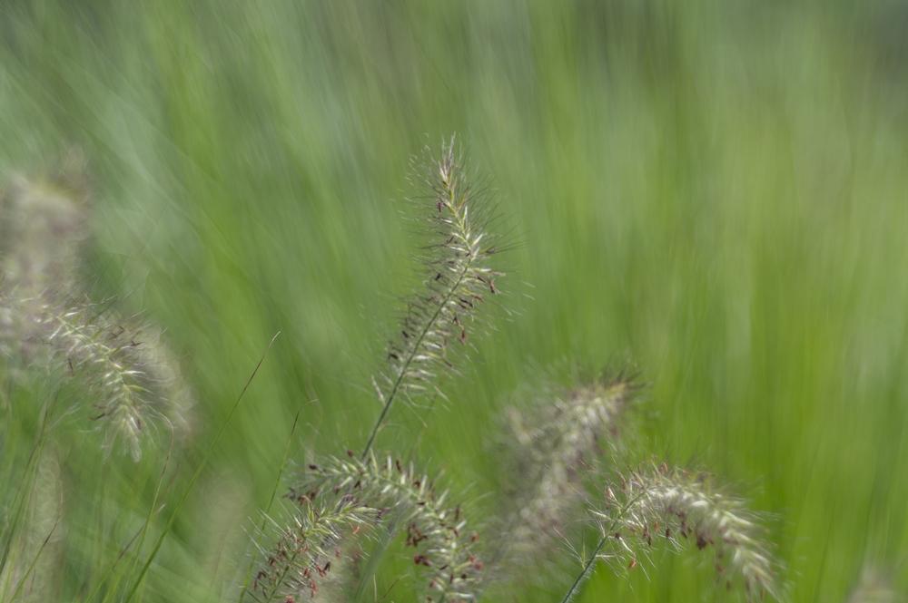 TTArtisan 100mm F2.8 M42 9
