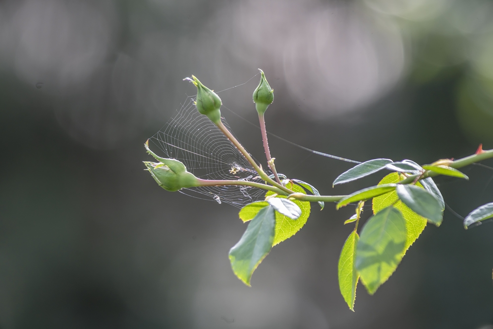 TTArtisan 500mm 4
