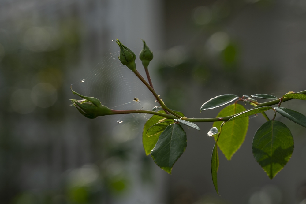 Tamron 70-180mm 3