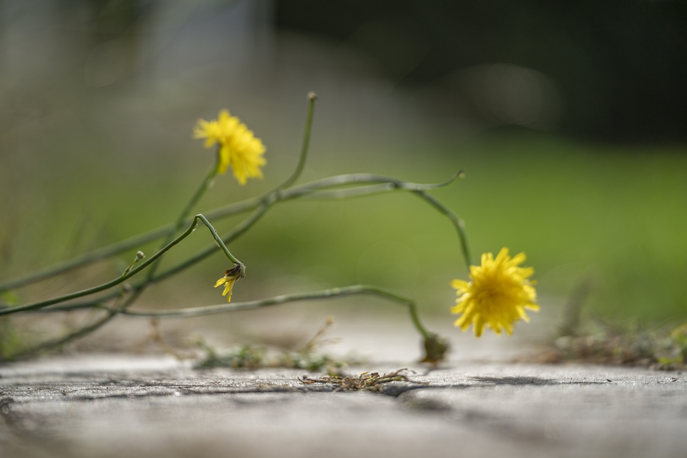 Tamron 70-180mm 6
