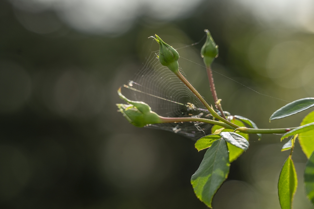 Tamron 70-180mm 8