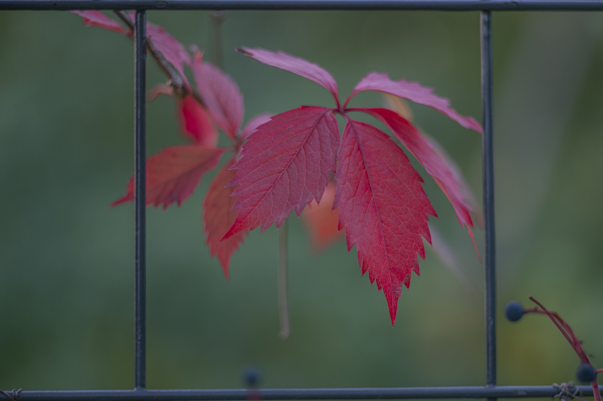 Pentax K-1 3
