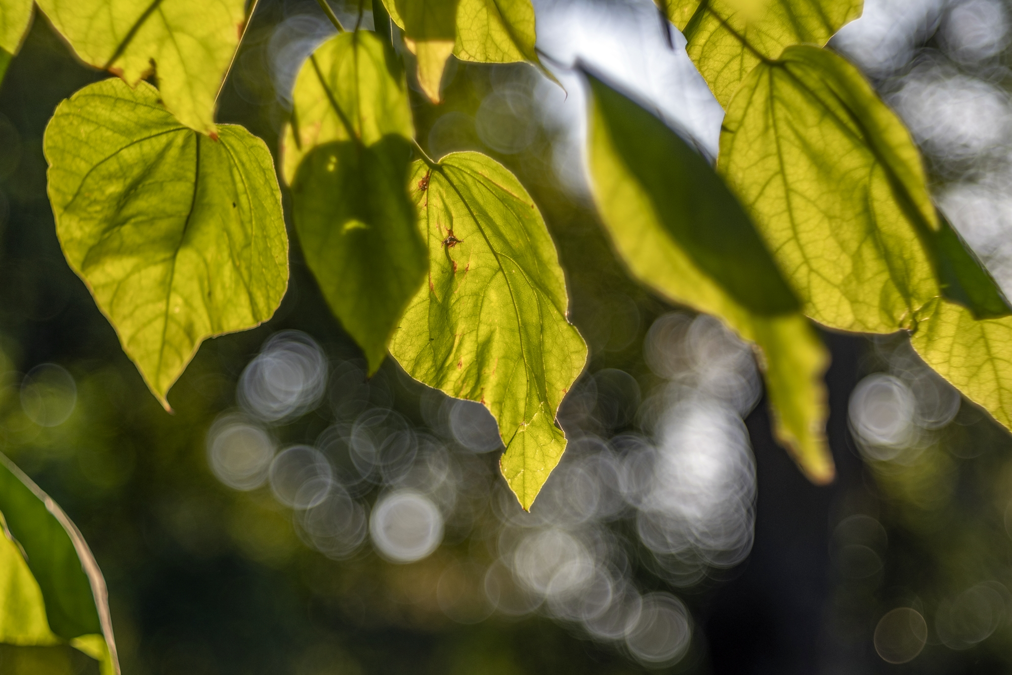 TTArtisan 100mm F2.8 2