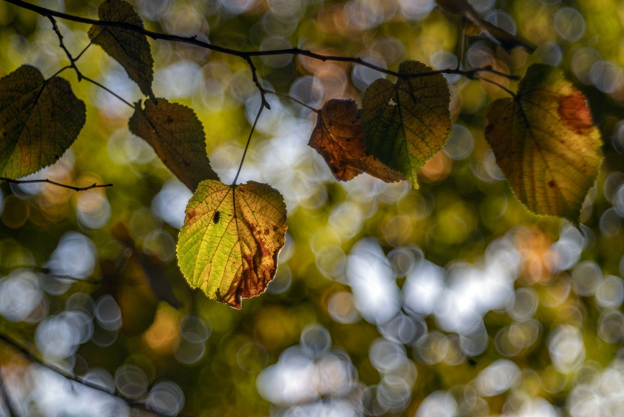TTArtisan 100mm F2.8 7