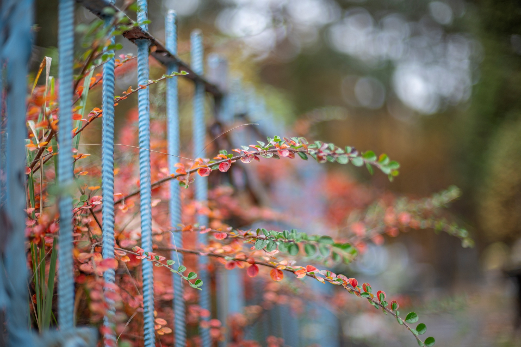 Voigtlander VM 50mm F1.1 Nokton 1