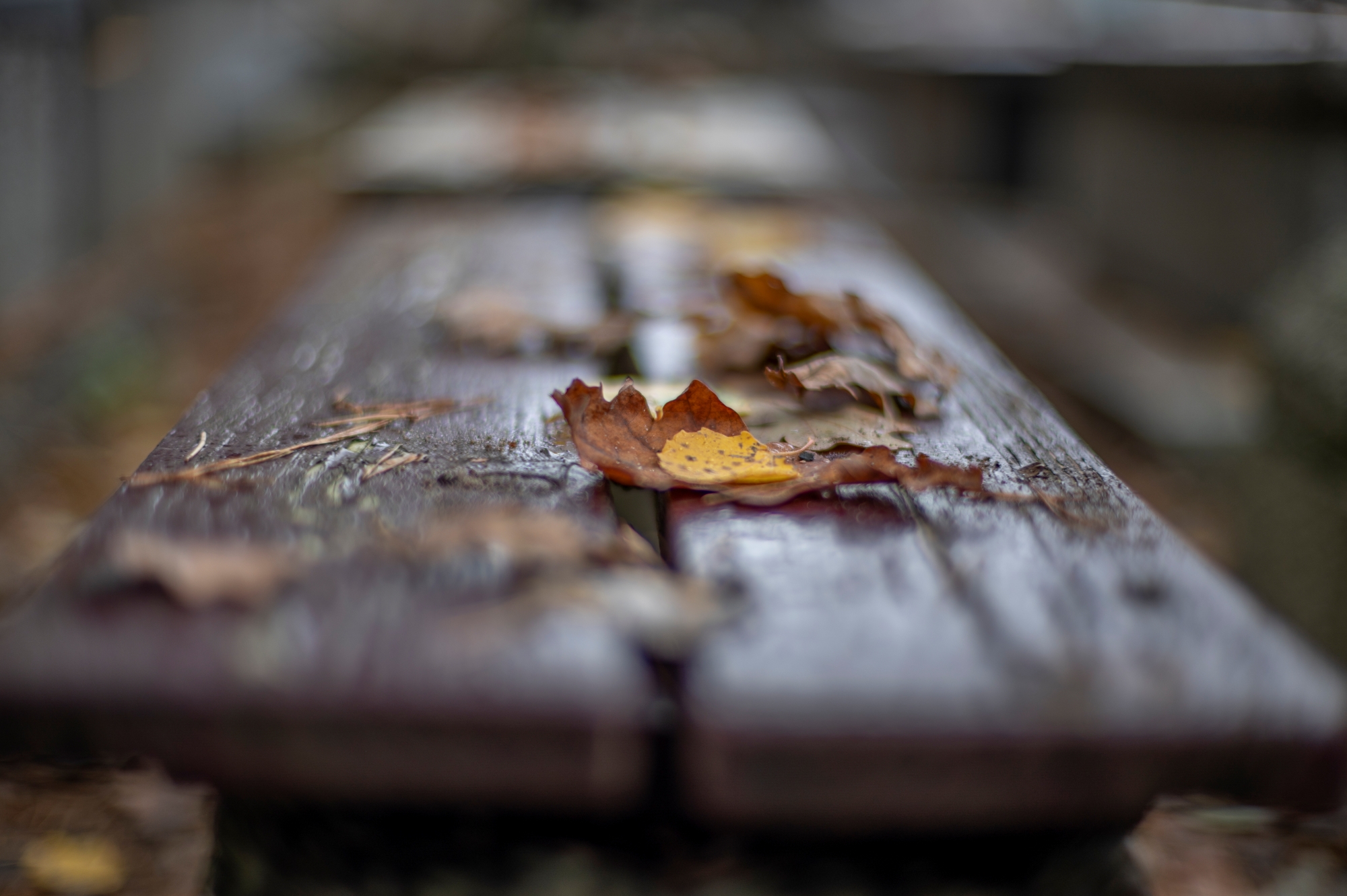 Voigtlander VM 50mm F1.1 Nokton 4