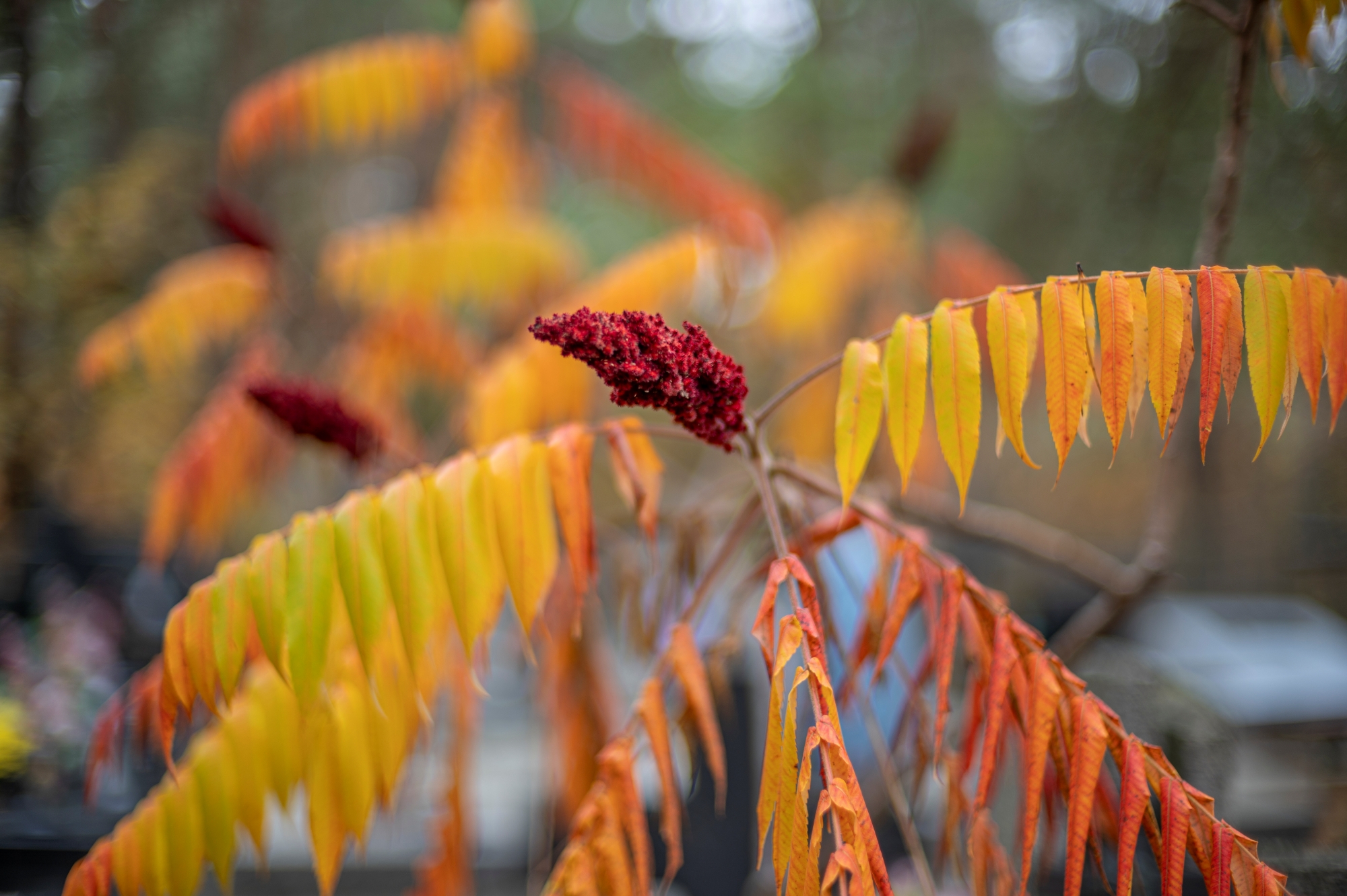 Voigtlander VM 50mm F1.1 Nokton 8