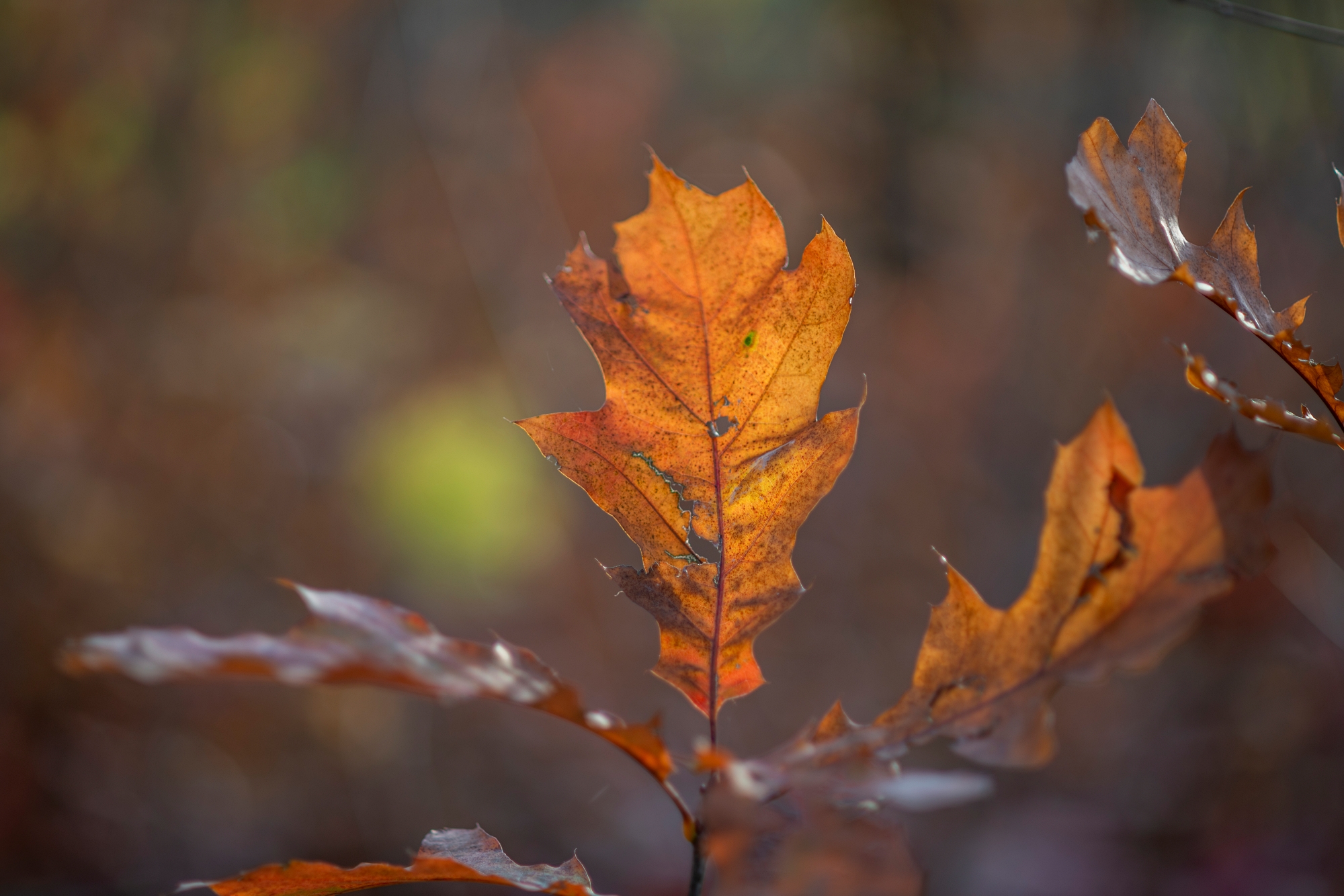 Nikon D800_DSC7287