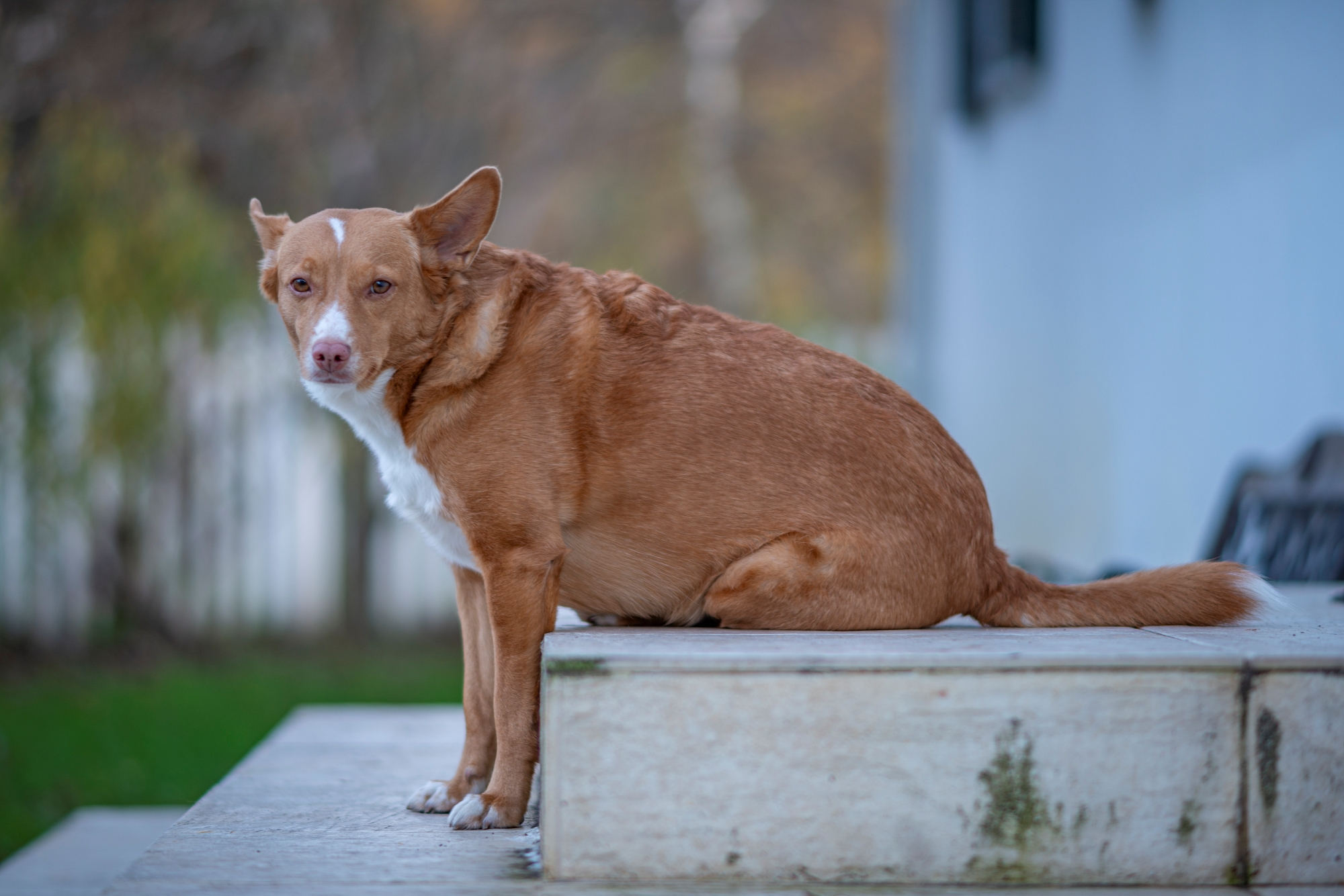 Nikon D800_DSC7444