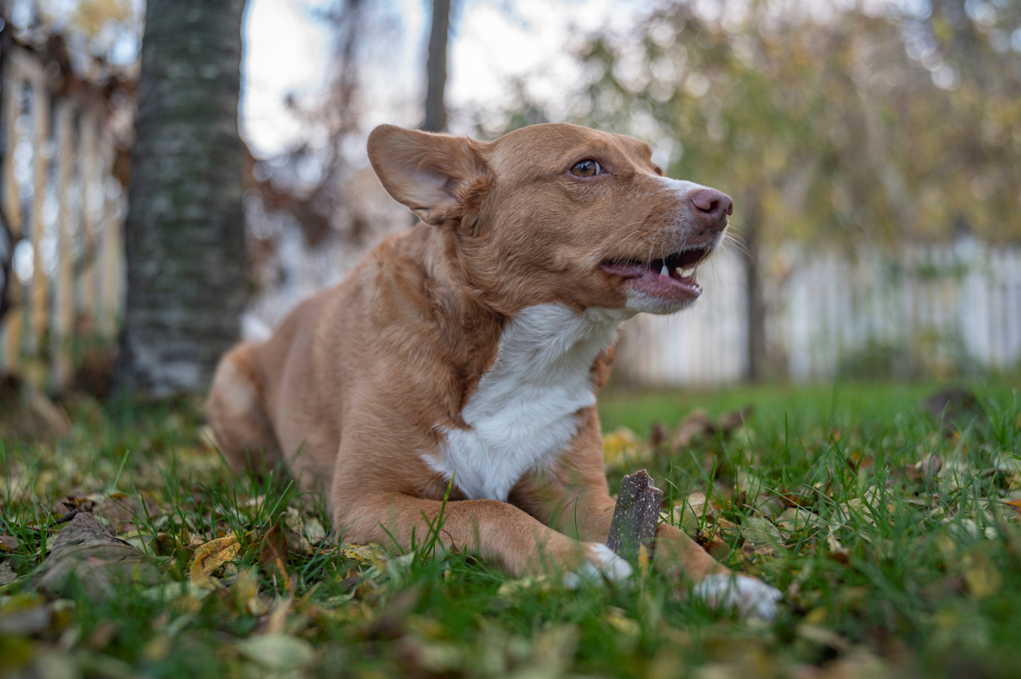 TTArtisan 35mm F2 APO-M ASPH_DSC3186