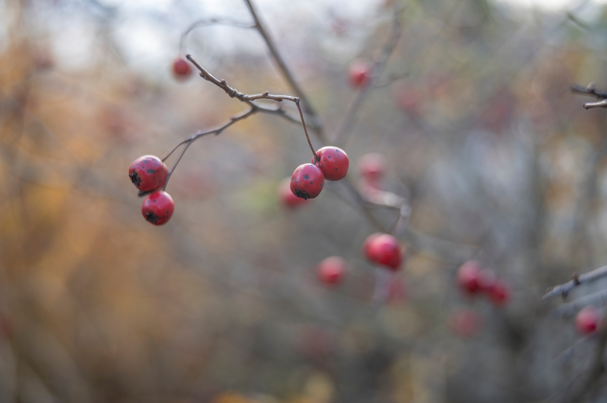 TTArtisan 35mm F2 APO-M ASPH_DSC3223