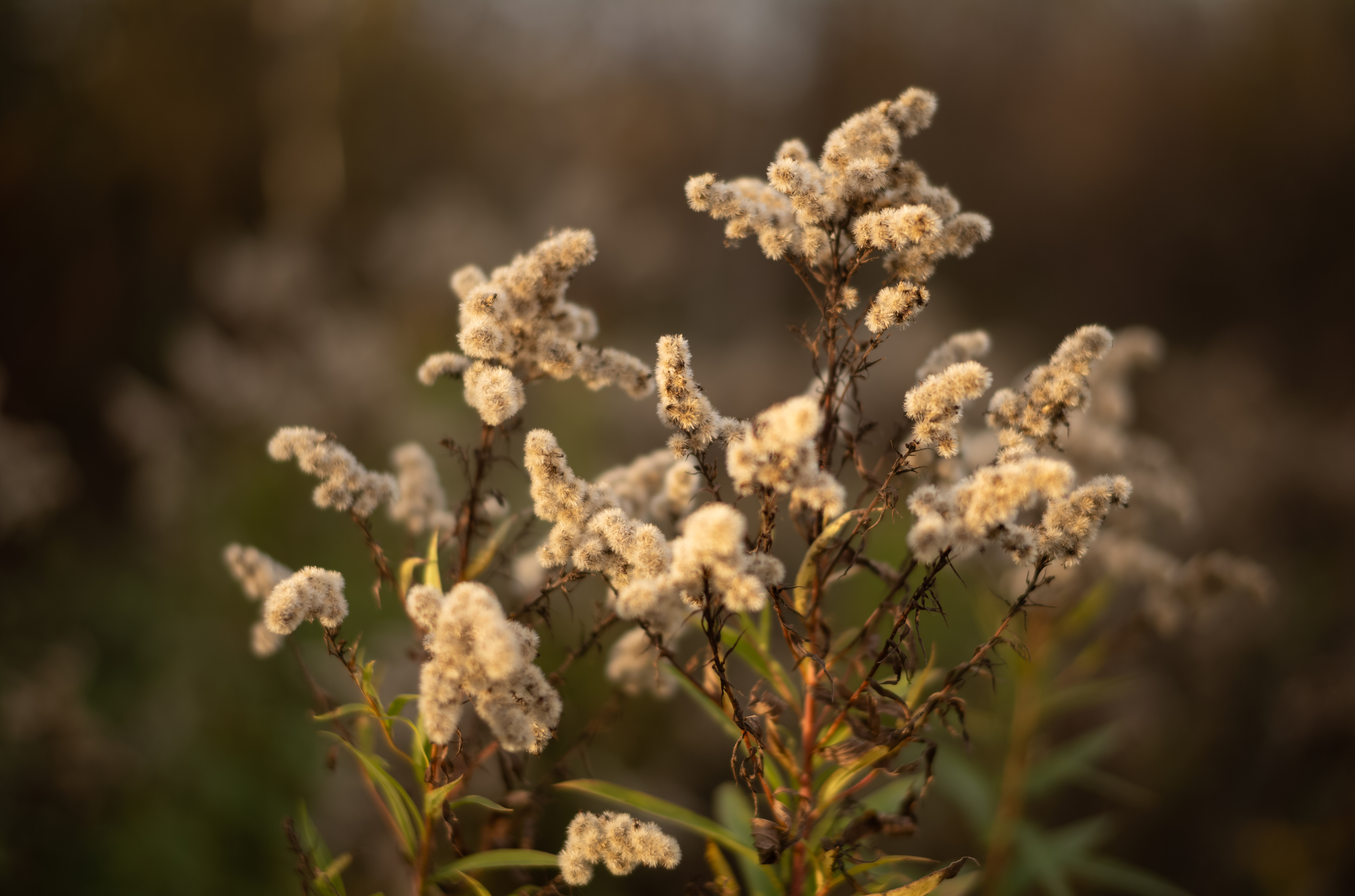 TTArtisan 50mm F1.4 ASPH