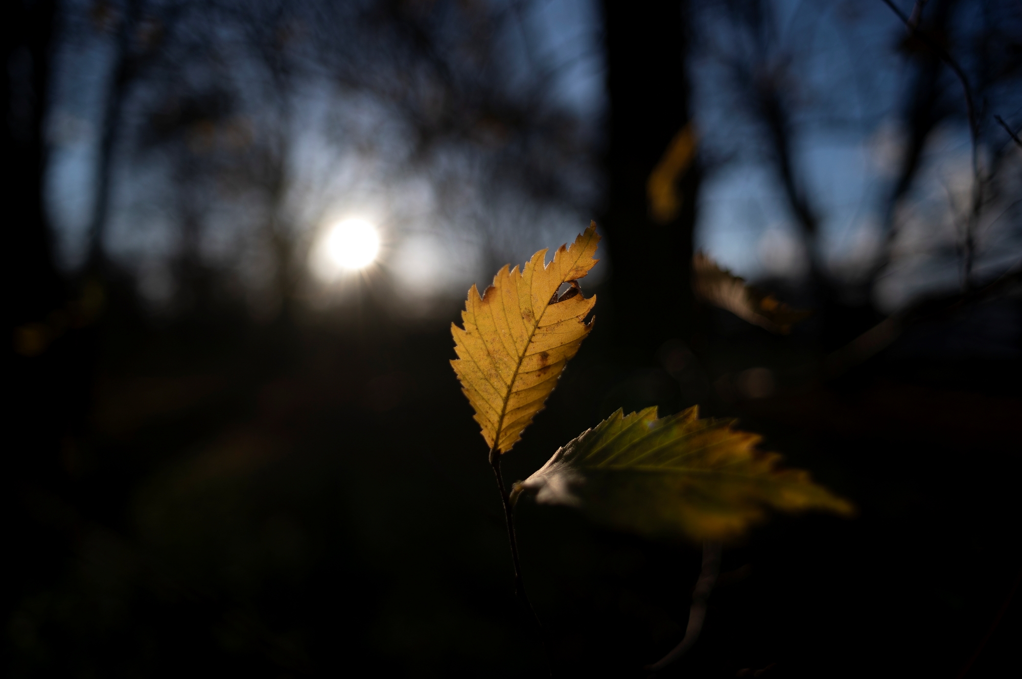 TTArtisan M 21mm F1.5 ASPH_DSC3315