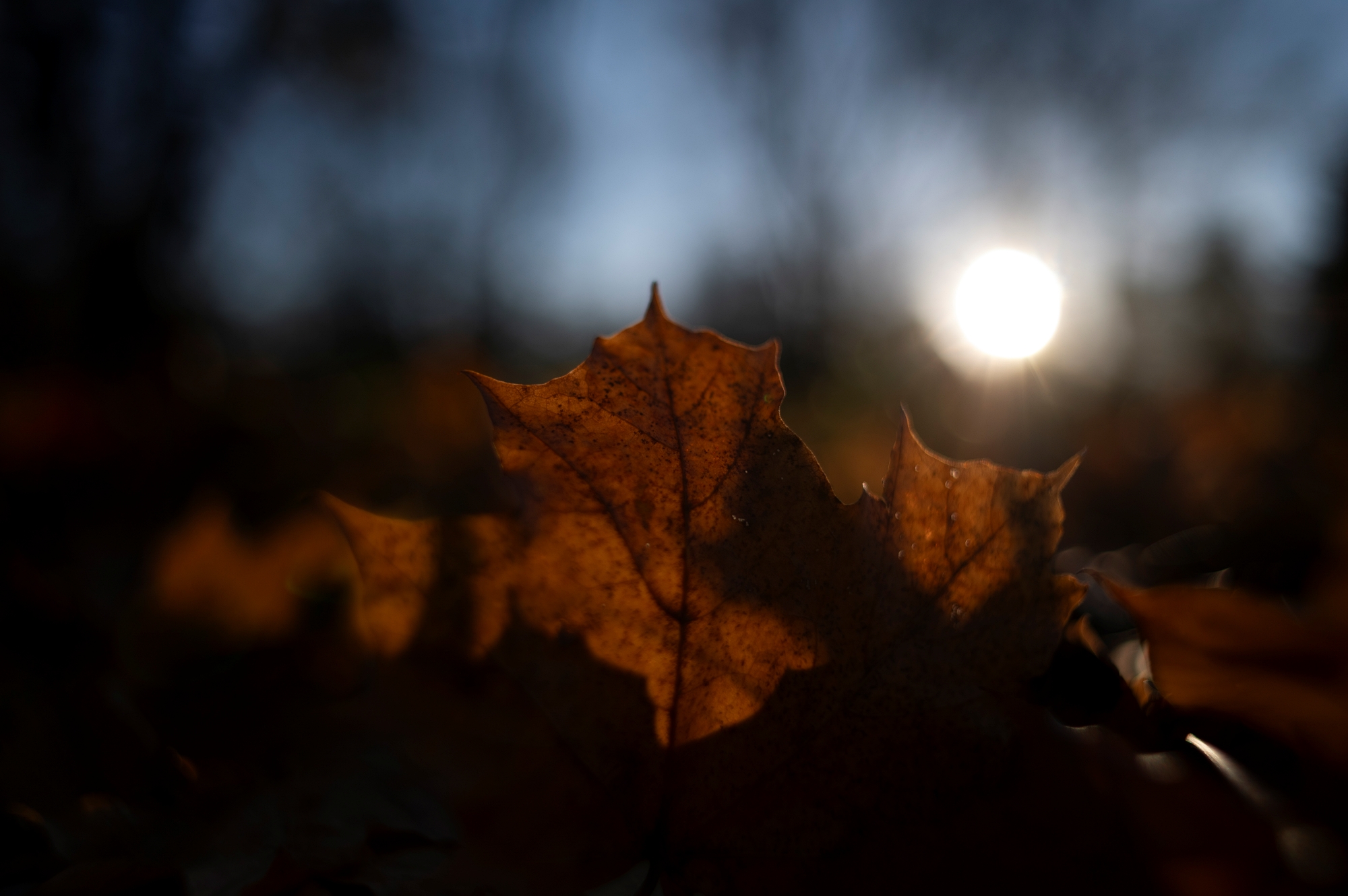 TTArtisan M 21mm F1.5 ASPH_DSC3319